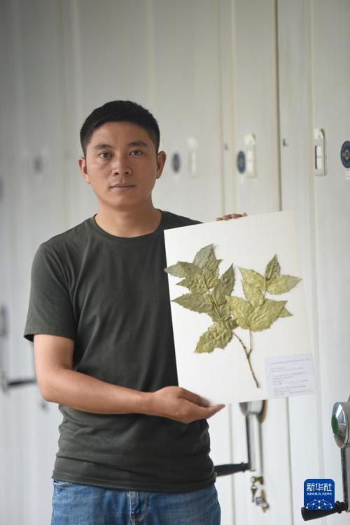 “Пропавший” в течение ста лет исчезающий вид растения вновь был найден в Китае