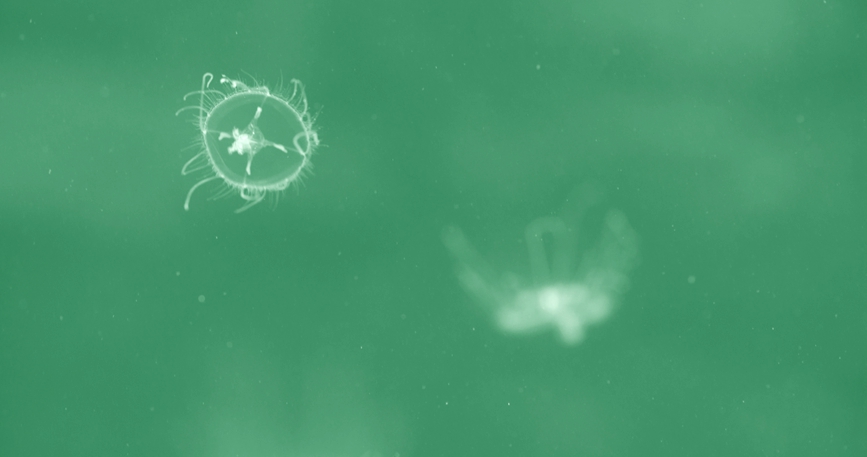 Род медуз краспедакуста появился в водах близ горы Мандан провинции Хэнань