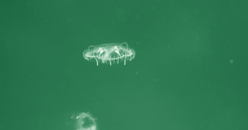 Род медуз краспедакуста появился в водах близ горы Мандан провинции Хэнань