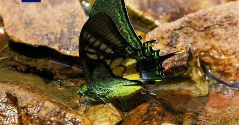 В Китае искусственно культивировали редчайший вид бабочек