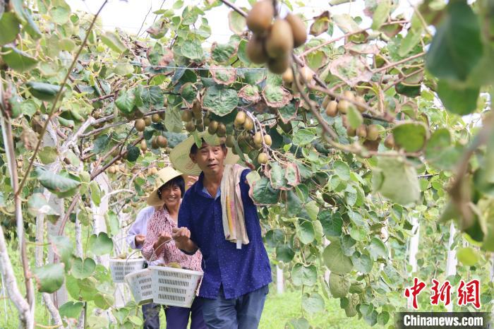 Выращивание киви повышает доходы фермеров в уезде Фэйси провинции Аньхой