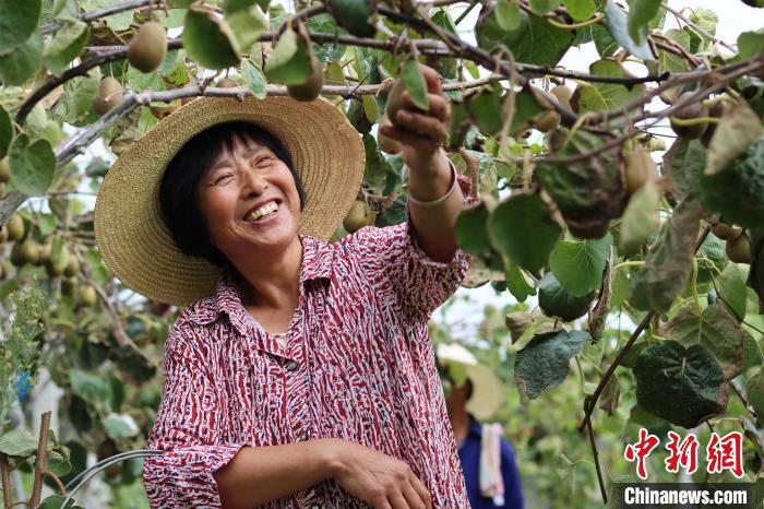 Выращивание киви повышает доходы фермеров в уезде Фэйси провинции Аньхой