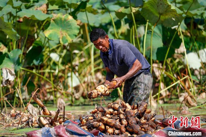 Жители деревни Дуншань провинции Аньхой спешат собрать корни лотоса
