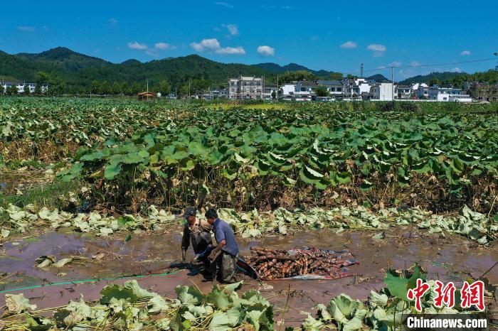 Жители деревни Дуншань провинции Аньхой спешат собрать корни лотоса