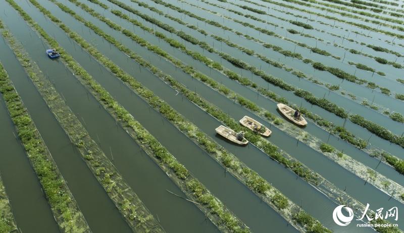 Сельчане провинции Цзянси собирают овощи на базе аквапоники