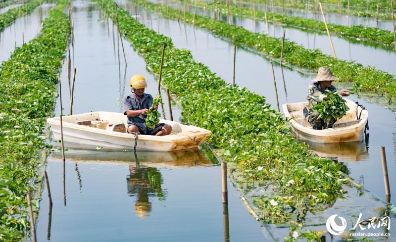 Сельчане провинции Цзянси собирают овощи на базе аквапоники