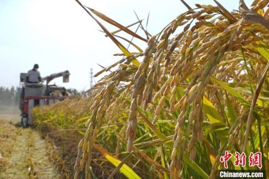 Сезон сбора урожая риса и ловли крабов стартовал на полях Северного Китая