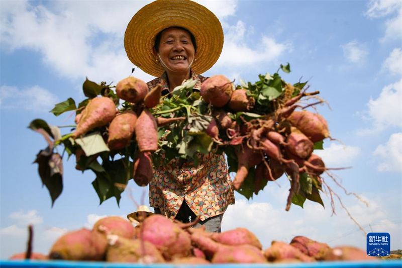 Си Цзиньпин поздравил китайских крестьян с Праздником урожая