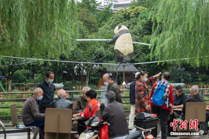 Большая панда-канатоходец появилась в городе Чэнду