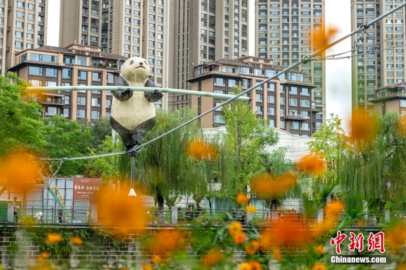 Большая панда-канатоходец появилась в городе Чэнду