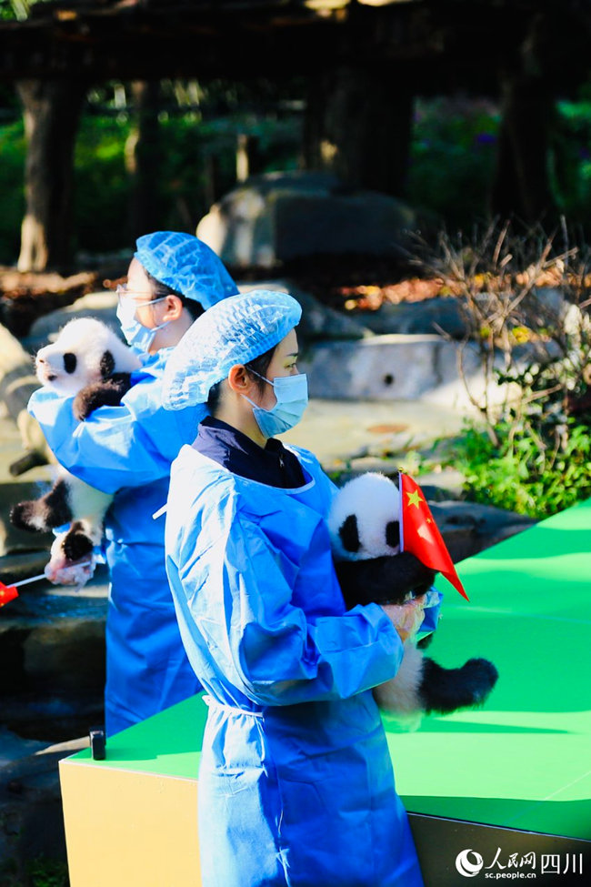 13 детенышей большой панды появились на публике в Чэнду