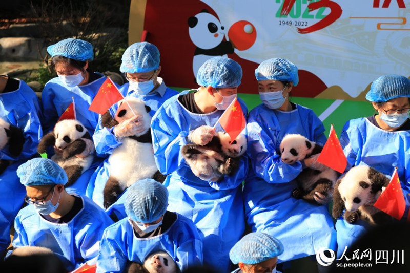 13 детенышей большой панды появились на публике в Чэнду