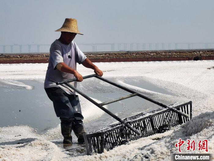 Сбор богатого «урожая» на соляных полях провинции Хэбэй