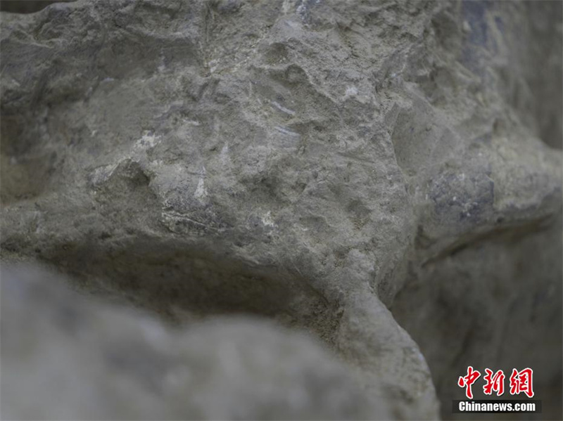 В провинции Хубэй обнаружена окаменелость человеческого черепа