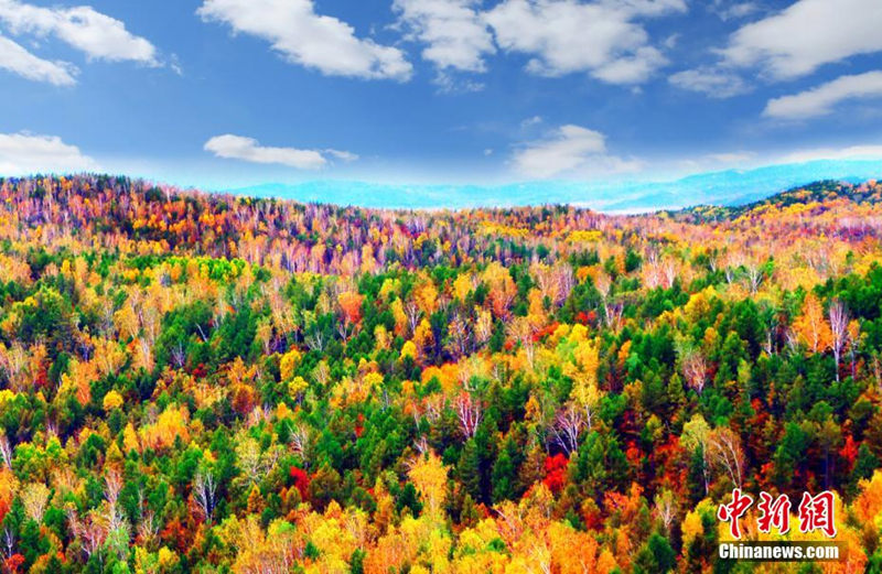 Осенние краски в лесу Дасинъаньлин