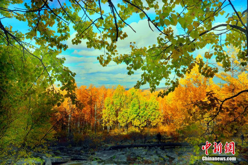 Осенние краски в лесу Дасинъаньлин