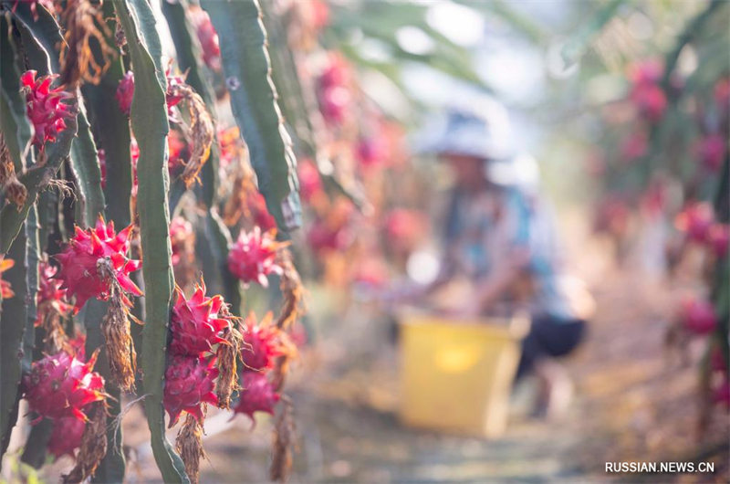 Выращивание фруктов в пров. Хунань способствует увеличению доходов местных фермеров