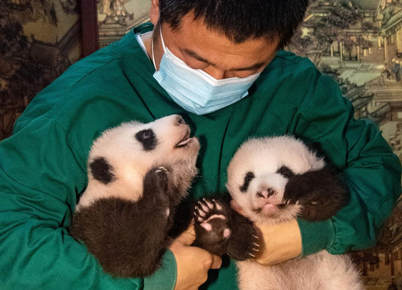 Общемировая популяция содержащихся в неволе больших панд выросла до 673 особей