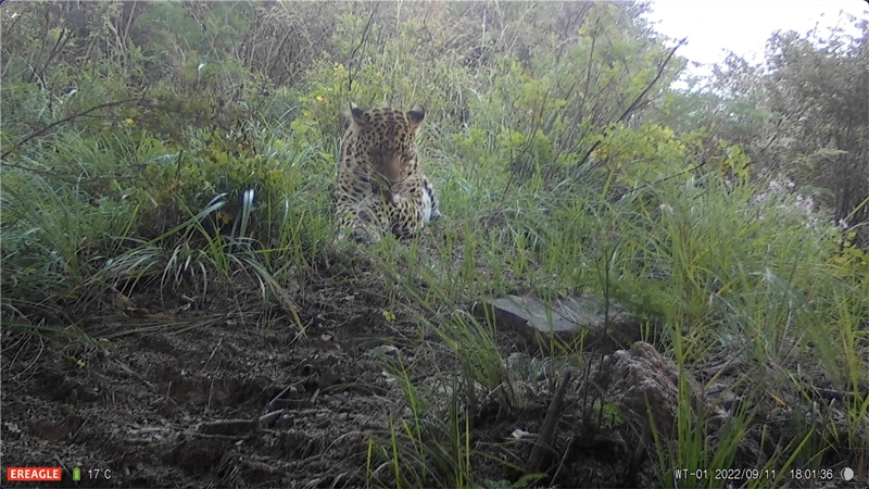 Северо-китайский леопард попал в объектив фотоловушки
