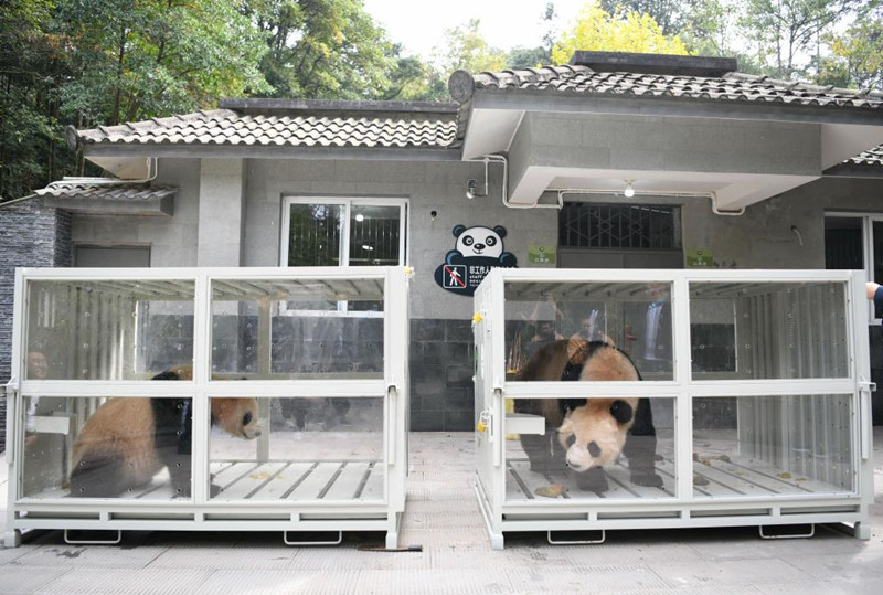 Двух панд отправили из КНР в Катар в рамках научно-исследовательского сотрудничества. /Фото: Синьхуа/