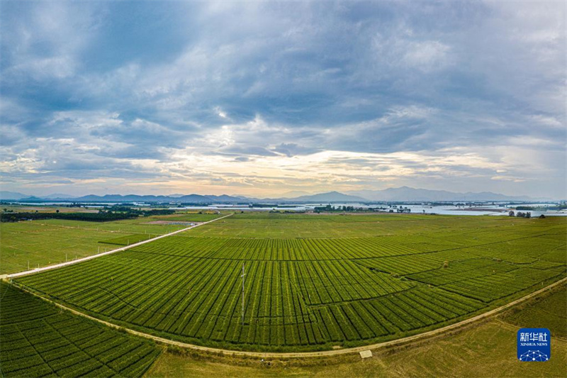 Основной центр производства семян в Китае – город Дунфан