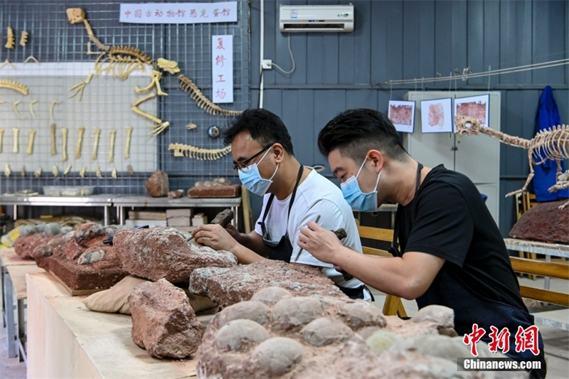 В китайском музее хранятся более 20 тыс. окаменелых яиц динозавров
