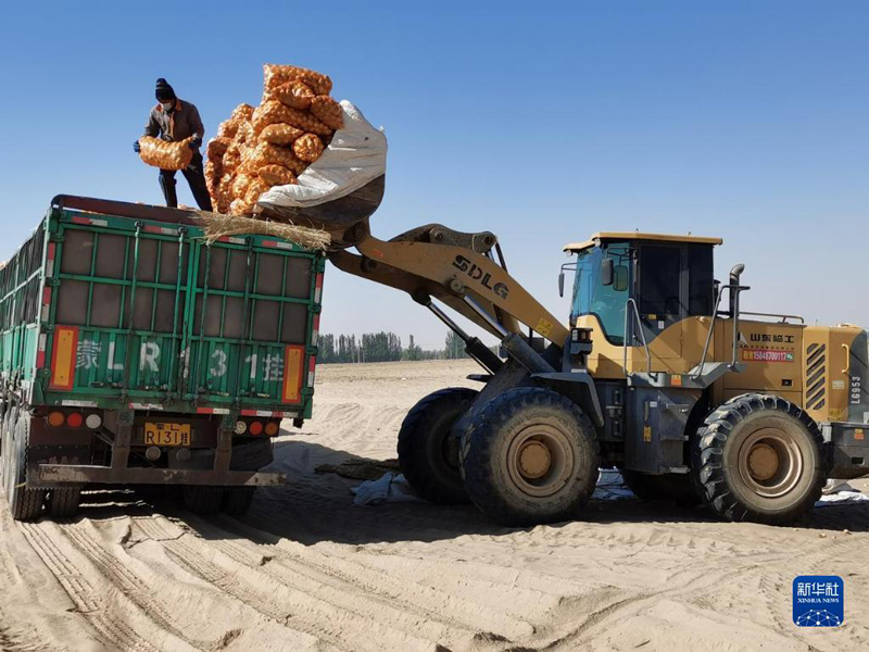 В пустыне Северного Китая активно развивают картофелеводство
