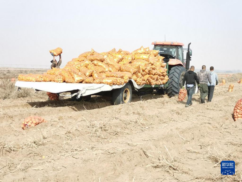 В пустыне Северного Китая активно развивают картофелеводство