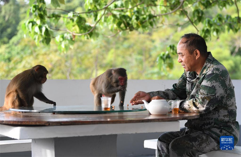 Смотритель заповедника на острове Даньгань ухаживает за обезьянами на протяжении 33 лет