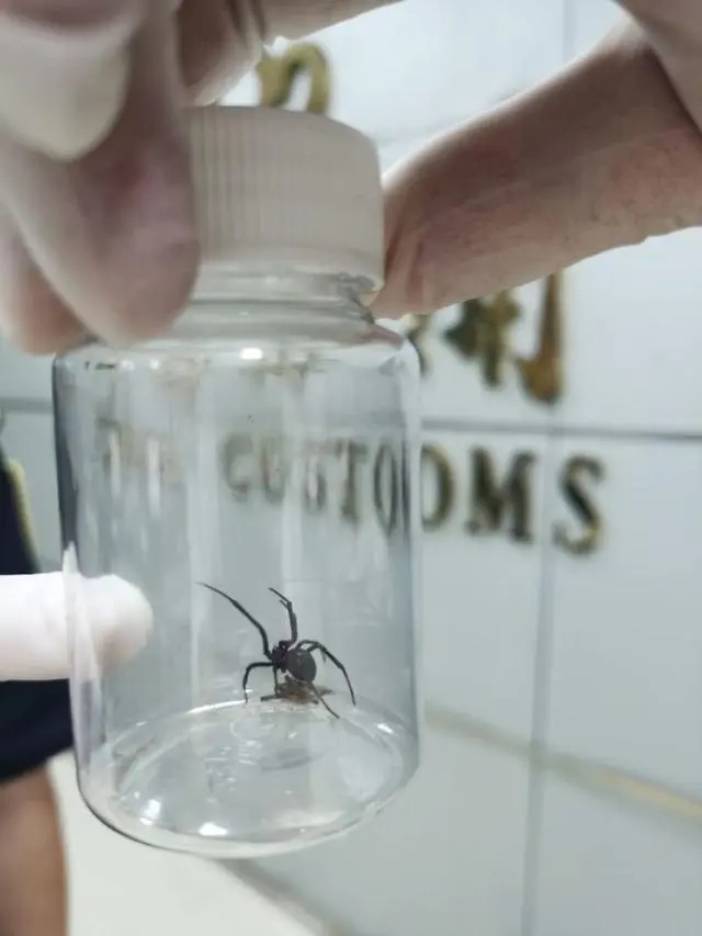 Таможня города Сямэнь обнаружила живого паука из рода «черная вдова»