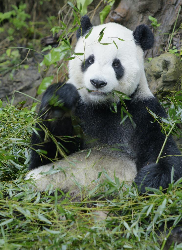 На Тайване скончался самец панды, подаренный материковой частью Китая