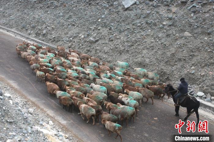 Пастухи на высокогорье Синьцзяна начали зимний перегон скота