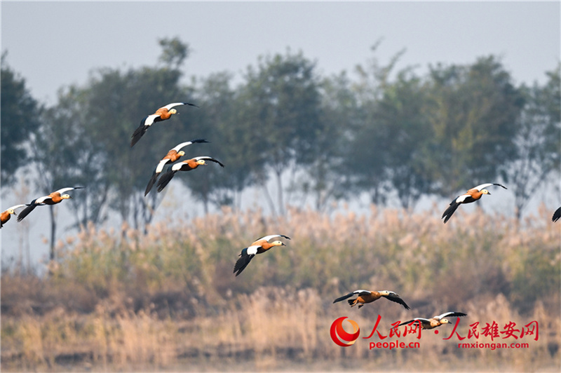 В район Сюнъань Северного Китая прилетели редкие виды птиц