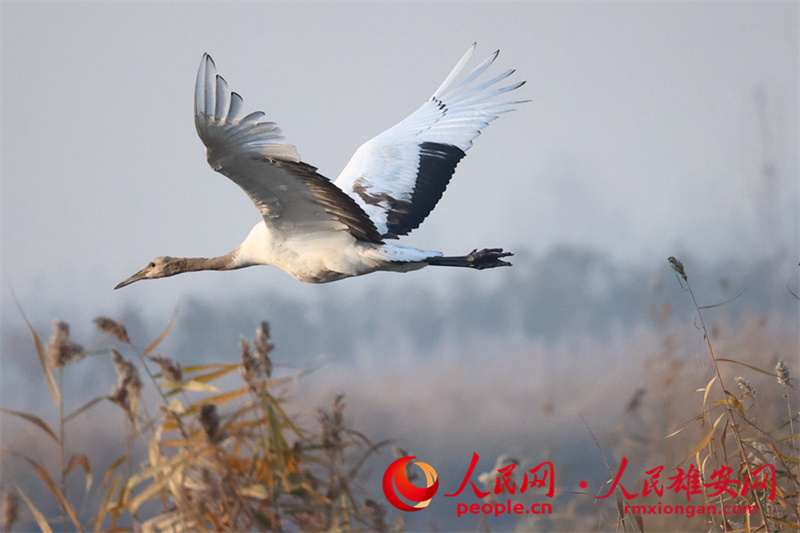 В район Сюнъань Северного Китая прилетели редкие виды птиц