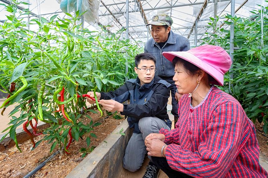 Фермеры уезда Юнсинь увеличивают доходы с помощью овощеводства