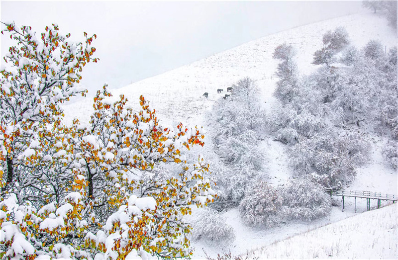 Абрикосовая долина Синьцзяна после первого снега