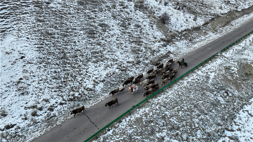 Перегон скота на зимние пастбища в Синьцзяне