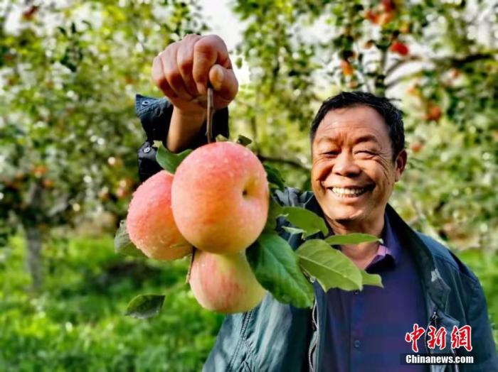 Яблоки из Аксу – «сахарные леденцы» из подножья гор Тяньшань
