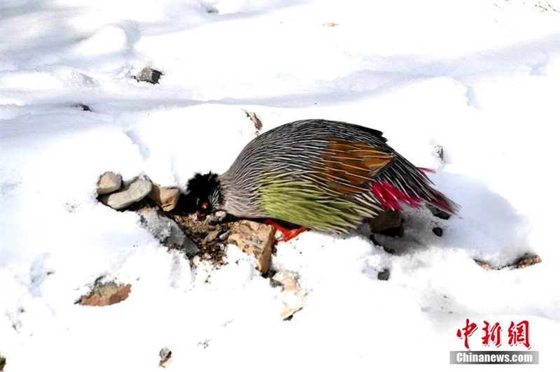 На северо-западе Китая замечены кровавые фазаны