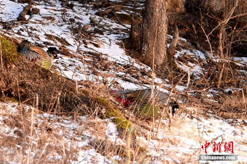 На северо-западе Китая замечены кровавые фазаны