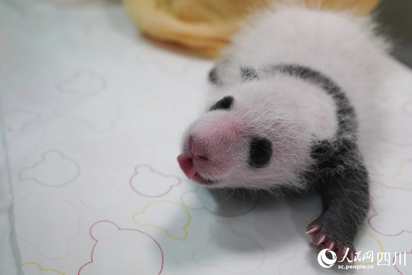 Малышам большой панды в провинции Сычуань официально дали имена
