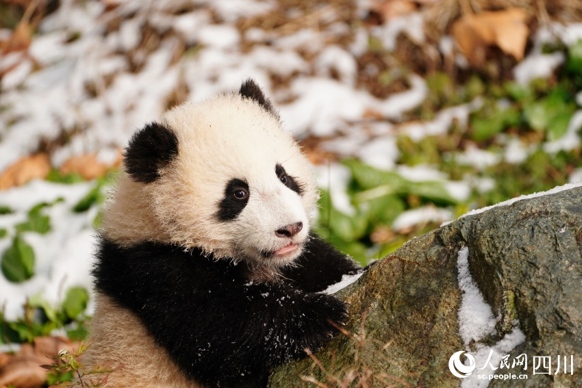 Малышам большой панды в провинции Сычуань официально дали имена