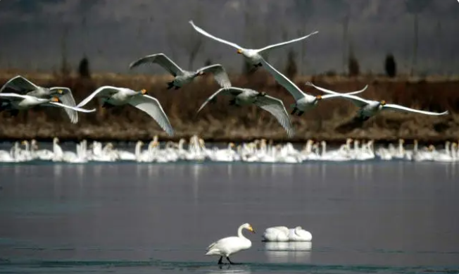 Несколько тысяч белых лебедей из Сибири прилетели в Китай на зимовку
