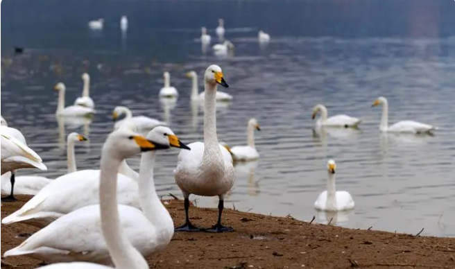 Несколько тысяч белых лебедей из Сибири прилетели в Китай на зимовку