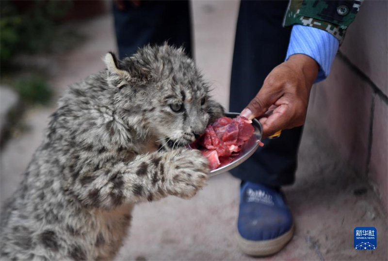 Детеныш снежного барса был выпущен в дикую природу в Тибете