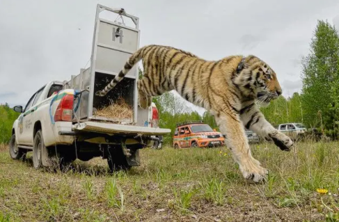 Китай и Россия совместно принимают меры по усилению защиты амурских тигров 