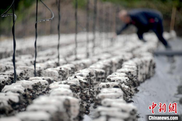 В сезон «большие снега» фермеры Гуанси проводят сельскохозяйственные работы