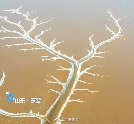 «Ледяные ветви» устья реки Хуанхэ