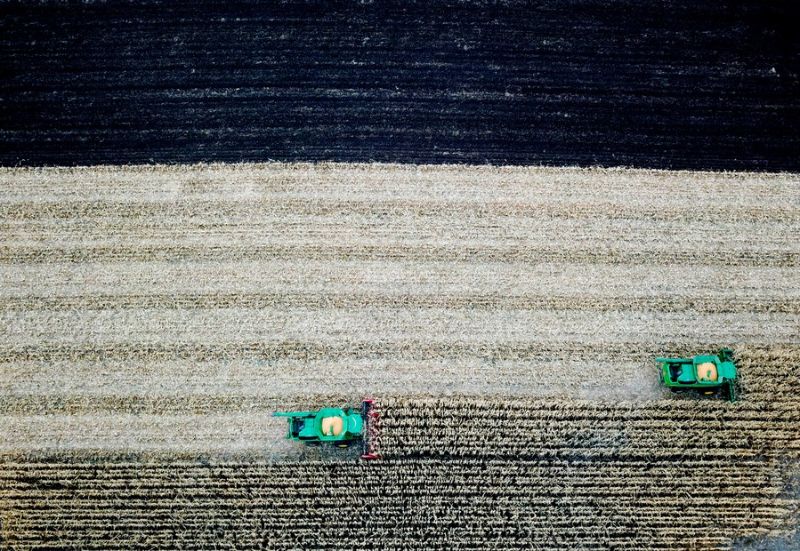 15 октября 2022 года, на фото запечатлены сельскохозяйственные машины, убирающие кукурузу в уезде Байцюань провинции Хэйлунцзян на северо-востоке Китая. /фото: Синьхуа/