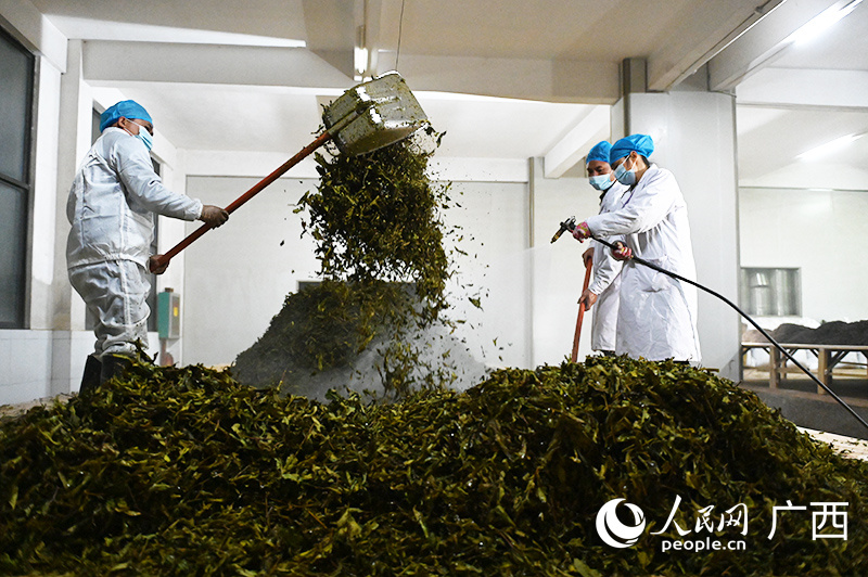 Знаменитый чай Любао Гуанси-Чжуанского автономного района Китая